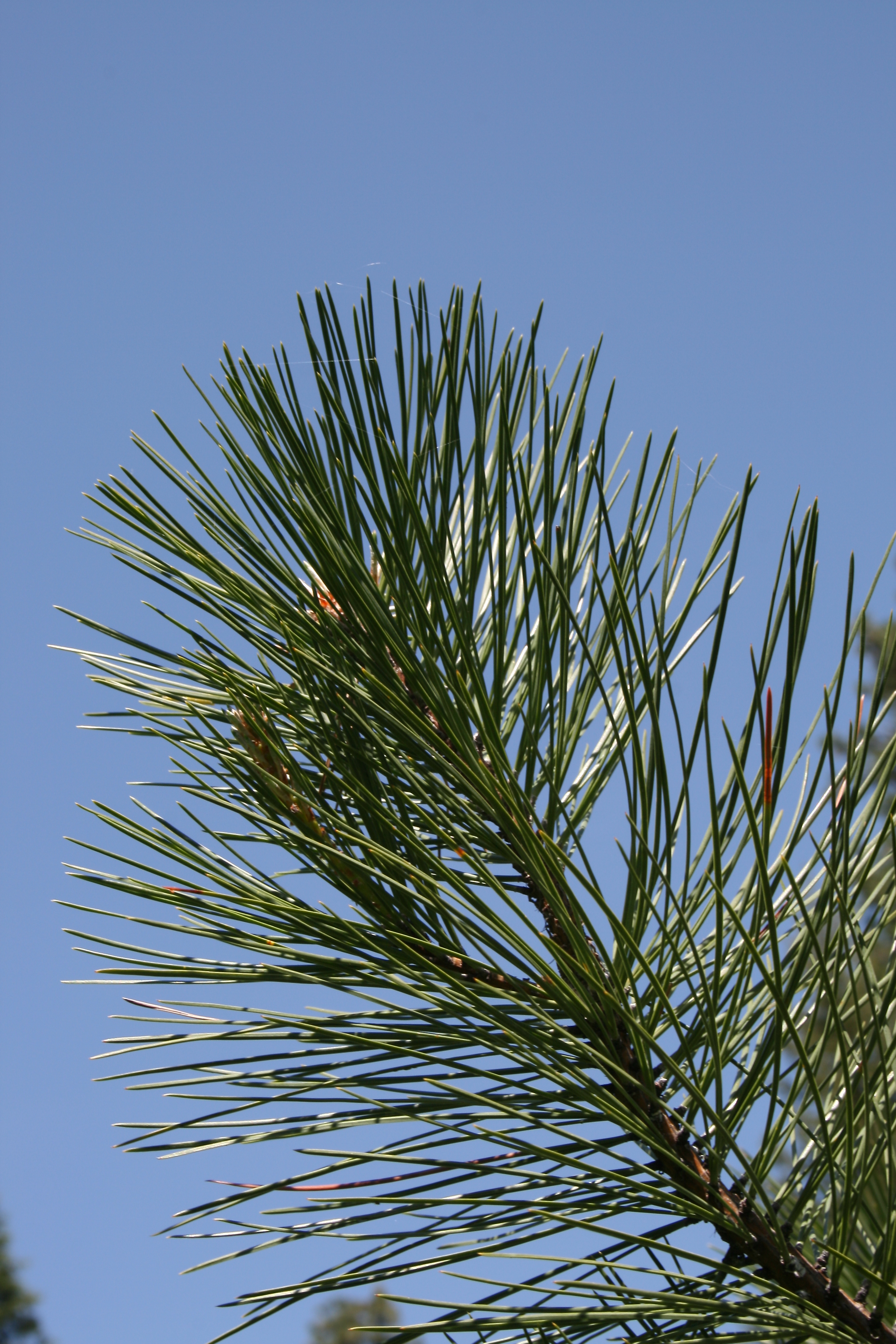 Ponderosa Pine (Pinus ponderosa) 